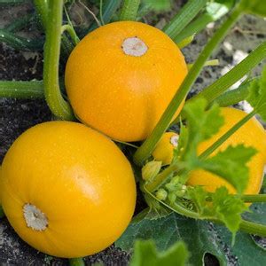 CYBEXIS Yellow Zucchini Seeds Annual Heirloom Seed100 Seeds Seed Price ...