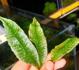 Image result for Growing Java Fern in a Bucket