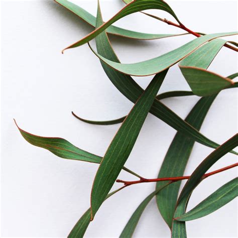 Eucalyptus Oil – Nature Spell India