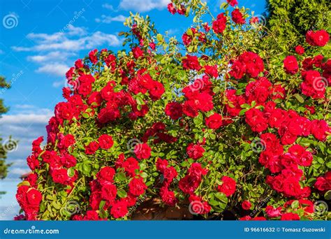 Red Roses Bush in the Garden Stock Photo - Image of outdoors, head ...