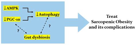 Dysregulated Autophagy Mediates Sarcopenic Obesity and Its ...