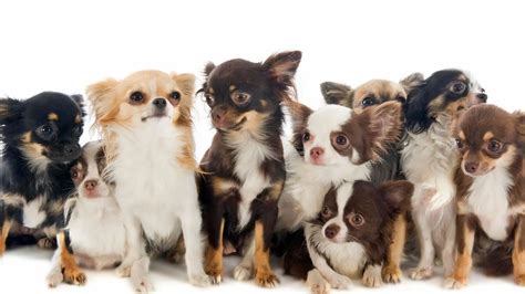 Three Dogs Of Chihuahua Breed, Different Color Stock Photo