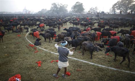 Gadhimai Festival: Hindu Devotees Sacrifice Thousands of Animals in ...