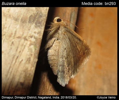 Buzara onelia | Moths