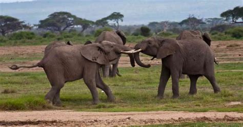 Image result for Intrasexual Selection Drawing