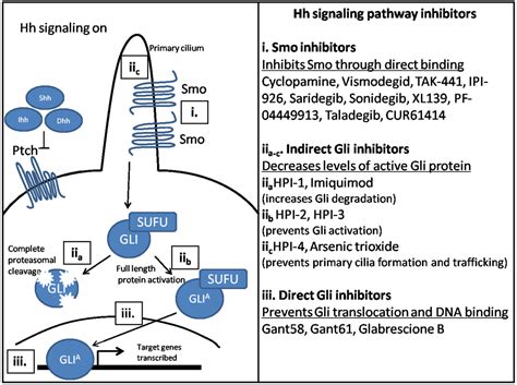 Cancers | Special Issue : Hedgehog Signaling Pathway in Cancer ...