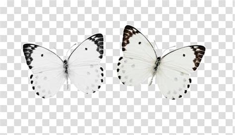Full, white butterflies transparent background PNG clipart | HiClipart
