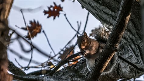 Download wallpaper 1920x1080 squirrel, animal, wildlife, tree, branches ...