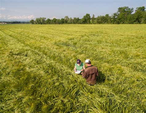 Braugerste: Später Regen verbessert die Kornfüllung | agrarheute.com