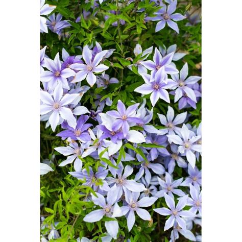 Spring Hill Nurseries Blue Sugar Sweet Blue Clematis Vine Plant in 1 ...