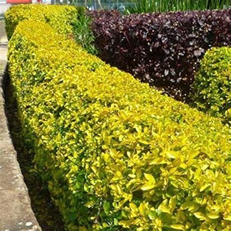 NurseryNature Golden Duranta Golden Hedge Plant : Amazon.in: Garden ...