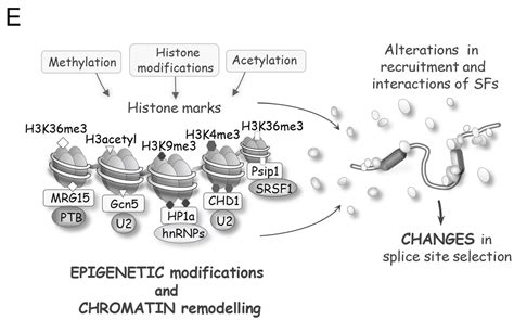 The RNA Splicing Response to DNA Damage