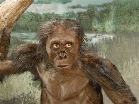 After 50 Years, Scientists Still Love Lucy | Smithsonian Voices | National Museum of Natural ... - when was lucy discovered