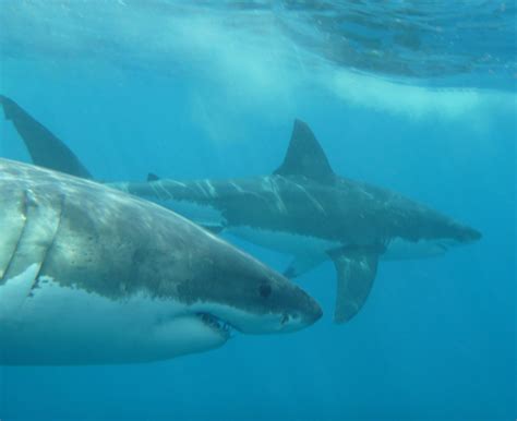 Not often you see two Great White Sharks swimming together. | White sharks, Shark, Great white shark