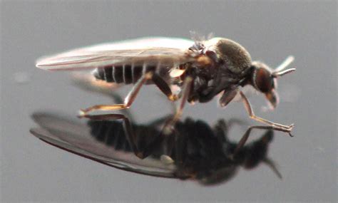 What Are Those Little Flies That Keep Biting Me?