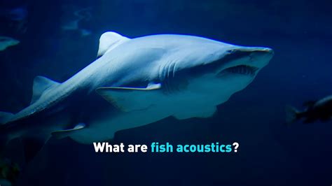 Sound of Fish Underwater 的图像结果