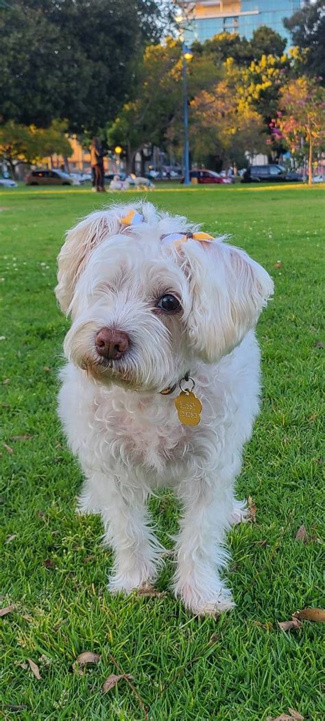 What does a Creative Technologist do? Concept widgets for websites ...