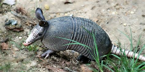 Armadillos and Leprosy: How Hansen's Disease Spreads to Humans | Inverse
