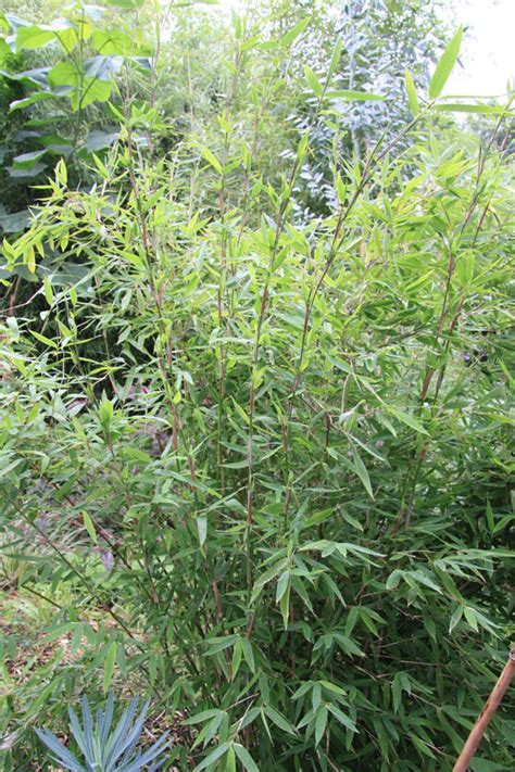 Bambus-Pflanzenshop - Fargesia nitida 'Winter Joy' kaufen