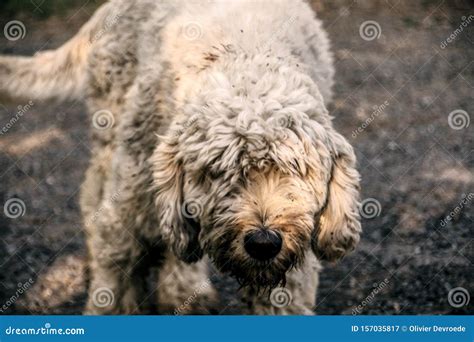 Spanish Water Dog Cross Bred with a Golden Retriever Stock Image ...