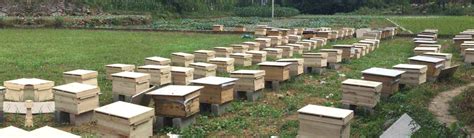 浙江蜂产业促农增收 蜂业总产值达40亿元-浙江新闻-浙江在线