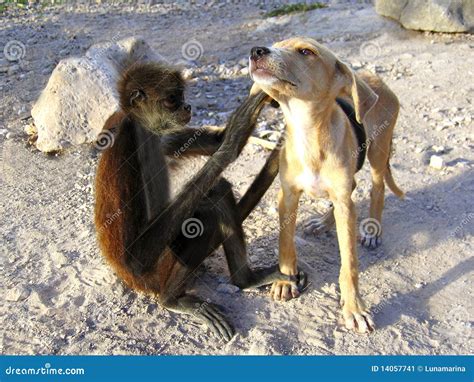 Monkey and Dog Good Friends Stock Image - Image of canine, humorous ...