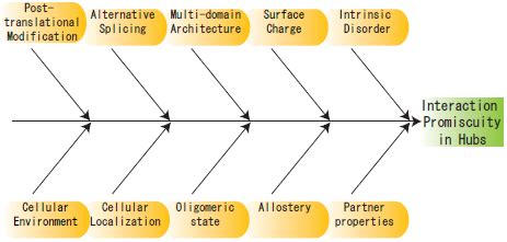 Hub Promiscuity in Protein-Protein Interaction Networks