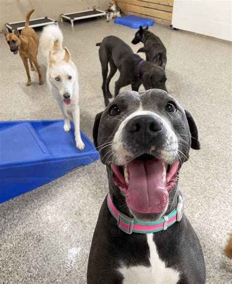 Pet Boarding Services - All Paws Retreat