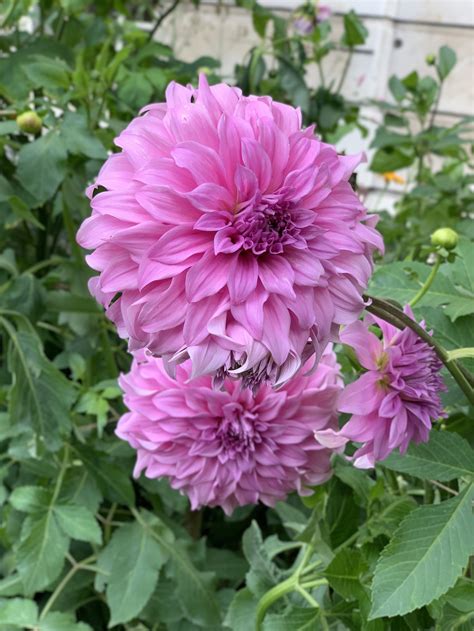 Planting Dahlia Tubers: A Comprehensive Guide — Meadowlark Journal