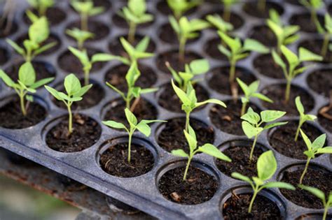 How to Plant Seeds in Seed Trays – Ugaoo