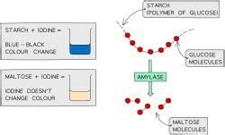 Required Practical: Enzymes - Biology for Grade 10 PDF Download