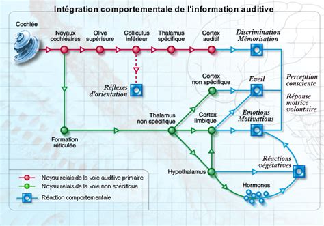 Visual and Auditory Pathways 的图像结果