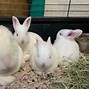 Image result for A Rabbit Mother Comforting Her Bunnies