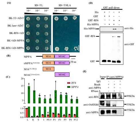 The Alpha Subunit of Mitochondrial Processing Peptidase Participated in ...