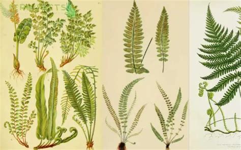 Image result for Fern Types