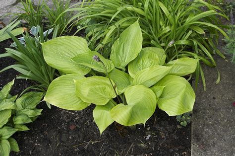 Hosta 'Sum and Substance' - 2026 – Lincspplants