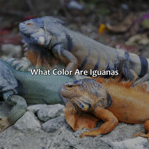 What Color Are Iguanas - colorscombo.com