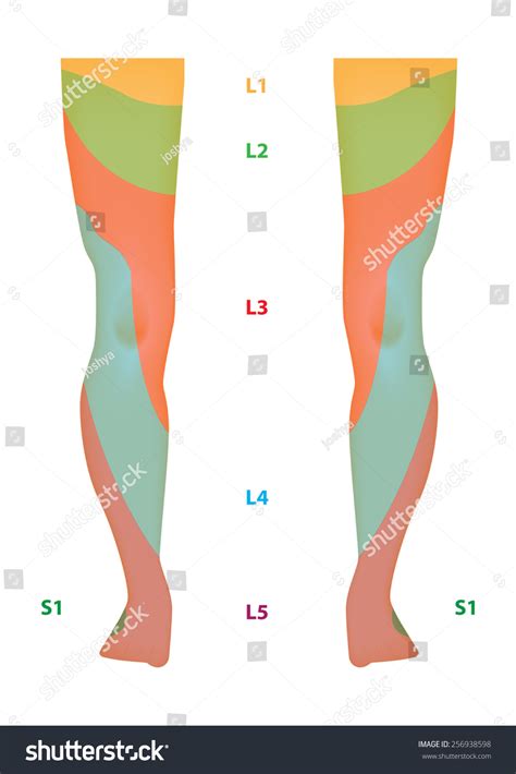 Dermatome Map Lower Limb Annotated: стоковая иллюстрация, 256938598 | Shutterstock