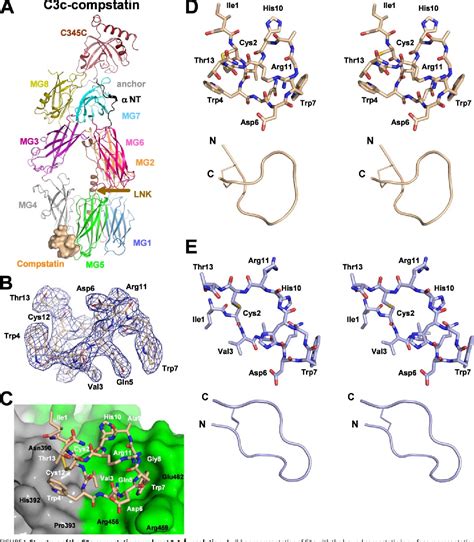 Figure 1 from Structure of Compstatin in Complex with Complement Component C3c Reveals a New ...