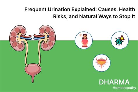 Peeing Too Often? The Real Reason No One Told You!