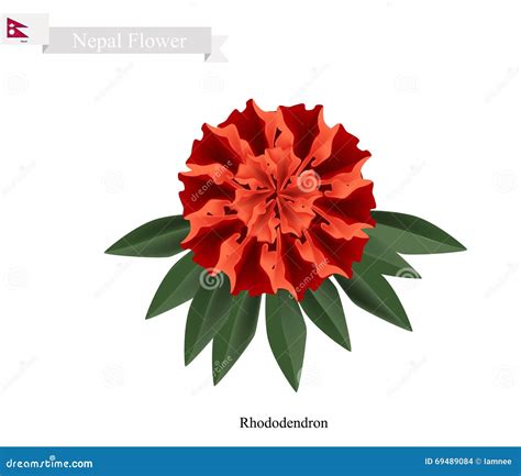 Tulip Flowers, the National Flower of Nepal Stock Vector - Illustration ...