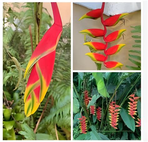 Green view® Heliconia bird of paradise|kolaflower|kalaful| Live healthy ...