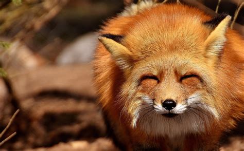 12 Interesting Facts About Foxes - Fun Fox Facts