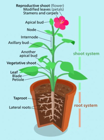 Notes: Plants - EVS and Pedagogy Paper 1 for CTET and TET Exams - CTET ...