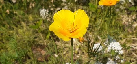 Yellow California Poppy Flower Blooming on Green Leaves Background