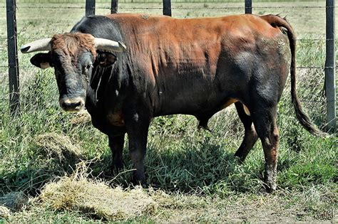Fuerte novillada de Jalabert para el coso galo de Istres ...