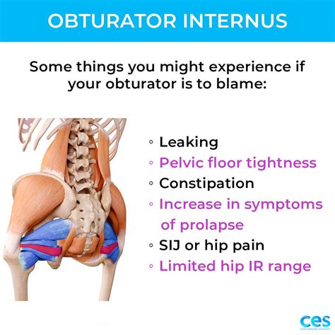 Tight Pelvic Floor Symptoms Male