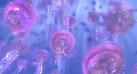 Finding Nemo Jellyfish 2007 的图像结果