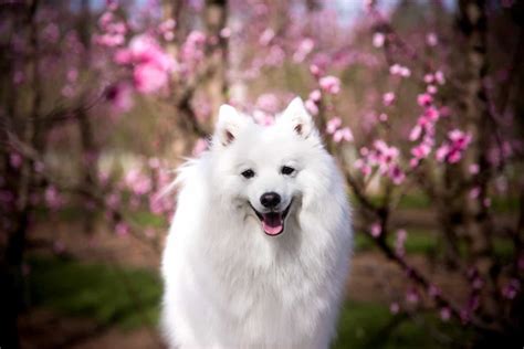 3 Japanese Spitz Breeders In The U.S.: Rare And Precious