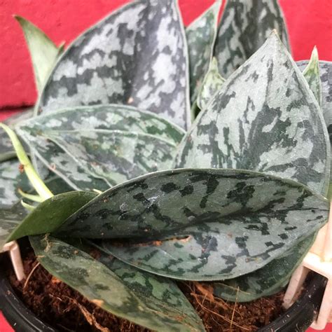Scindapsus Pictus Silver Splash Plant